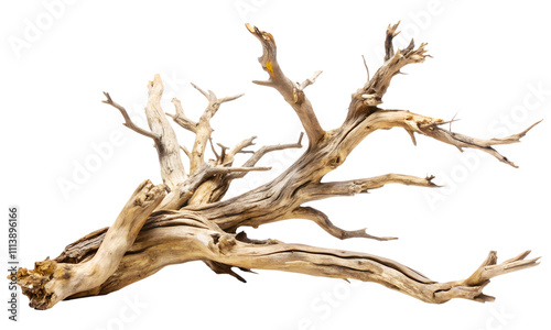 Dried old dead tree branches isolated on a white background, PNG File