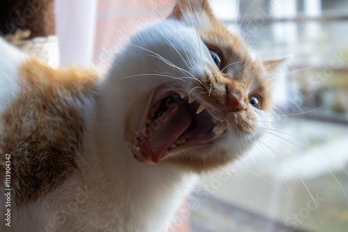 Gros blanc d'un chat blanc et roux en train de bailler photo