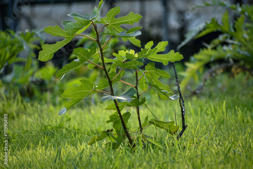 Jeune figuier, pied de ficus sp. dans le jardin
