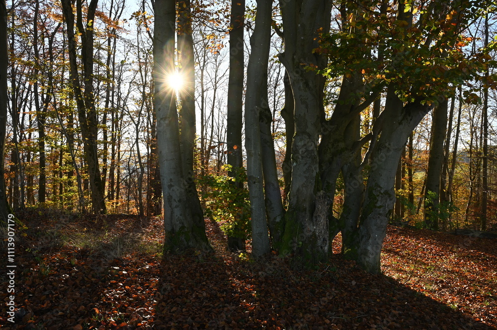 Naklejka premium Buchenwald im Herbst mit Sonne