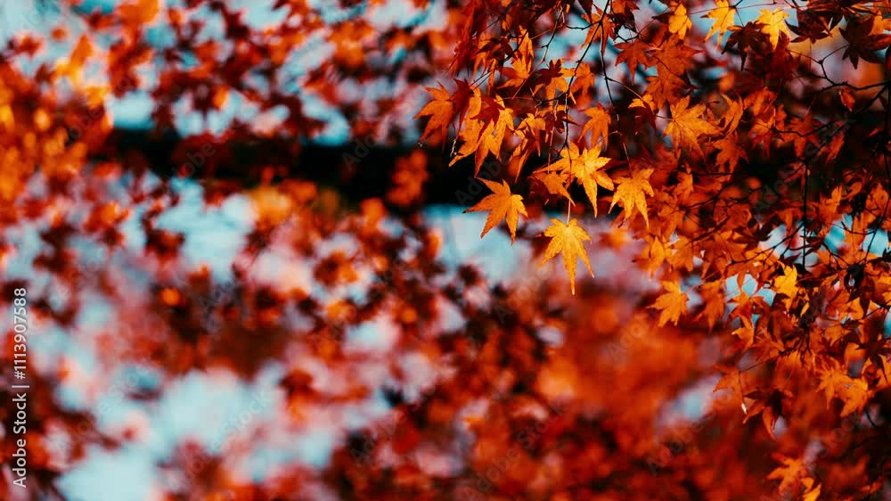 Dramatic view of maple leaves on a tree swaying in wind in autumn or fall, Nature or outdoor Dramatic view of maple leaves on a tree swaying in wind in autumn or fall, Nature or outdoor