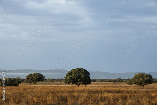 Paisaje de encinas