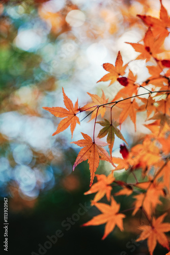 Vibrant Autumn Leaves with Rich Orange Tones Against a Softly Blurred Background in a Natural Setting for Seasonal Inspiration and Aesthetic Appeal