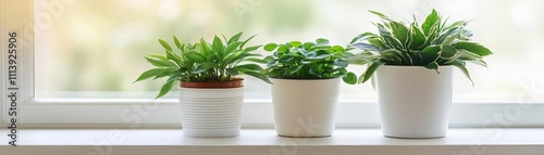 Houseplants positioned in indirect sunlight, reducing water loss through evaporation photo