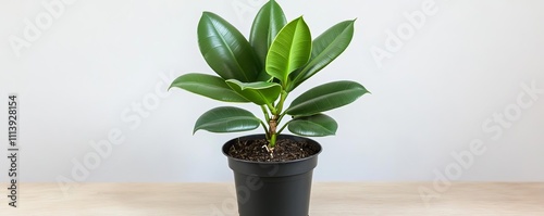 Indoor rubber plant watered with lukewarm water to prevent shock photo