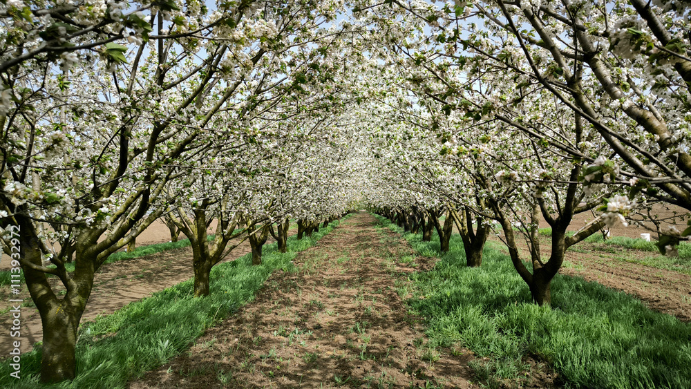 Fototapeta premium cherry orchard in spring in Vojvodina province