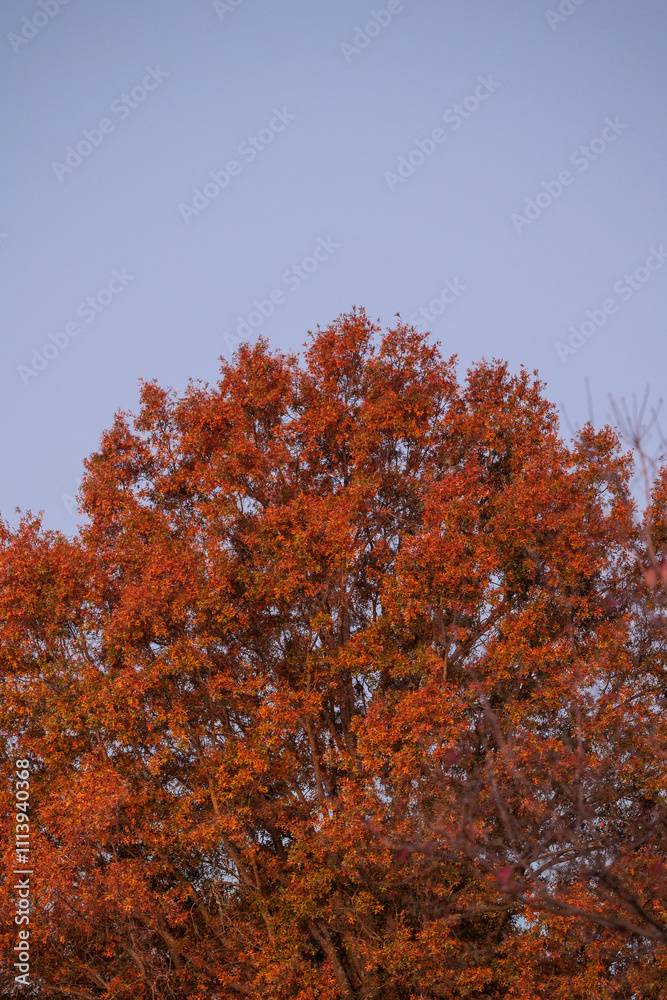 Autumn tree with vibrant orange leaves against a clear sky. A stunning display of fall colors. Autumn tree with vibrant orange leaves against a clear sky. A stunning display of fall colors.