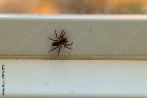 Small spider on a windowsill, close-up view.