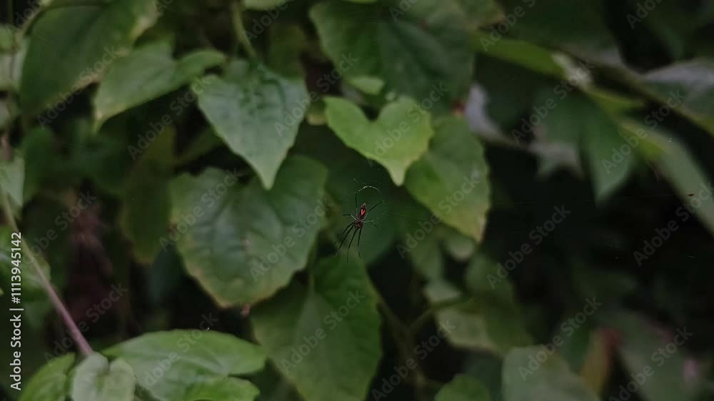 Spider Spider