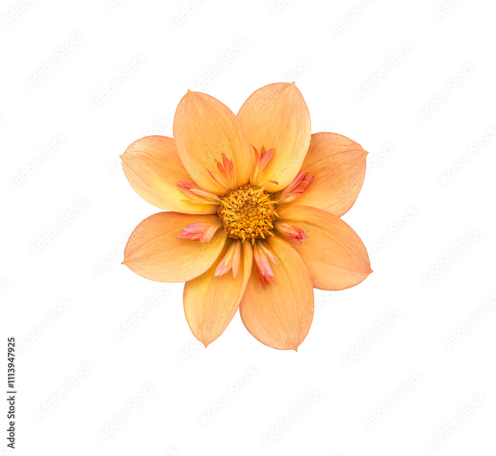 A single large real orange dwarf dahlia flower head isolated against a transparent background for design elements.