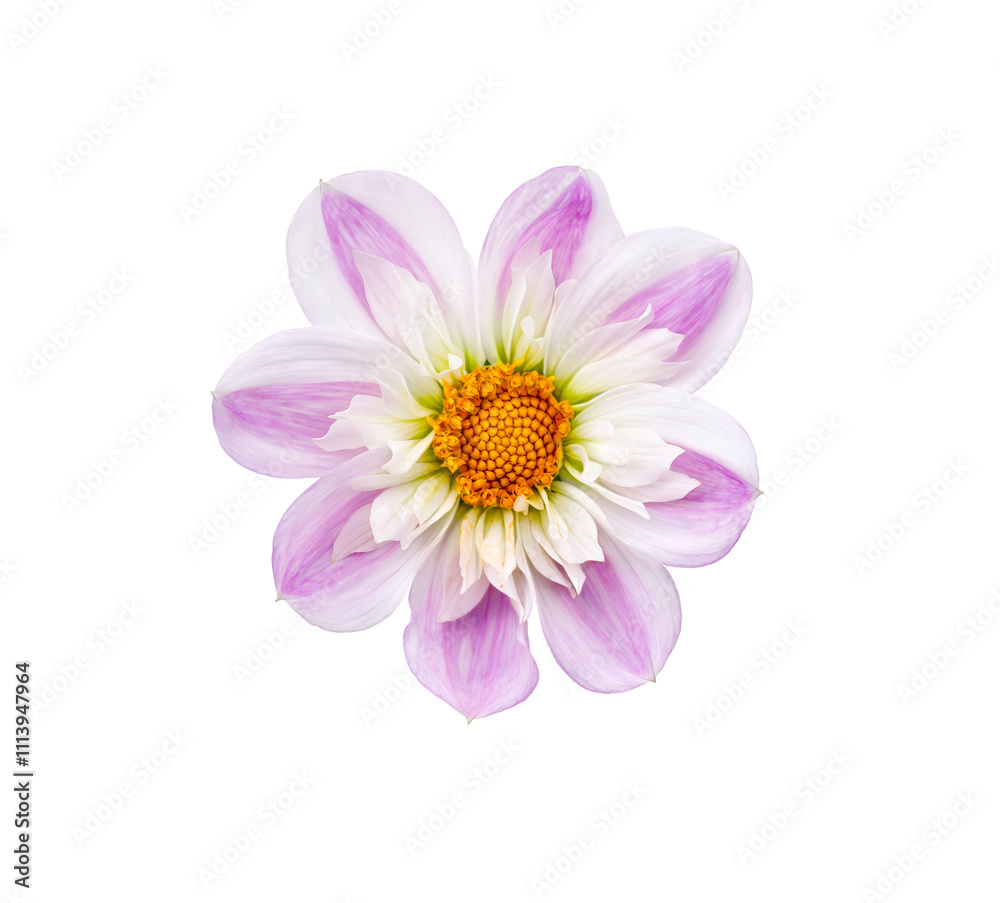 A single large real pink and white dwarf dahlia flower head isolated against a transparent background for design elements.