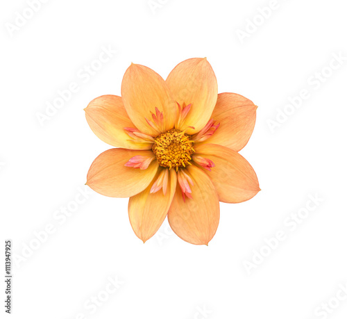 Obraz na płótnie A single large real orange dwarf dahlia flower head isolated against a transparent background for design elements. w salonie
