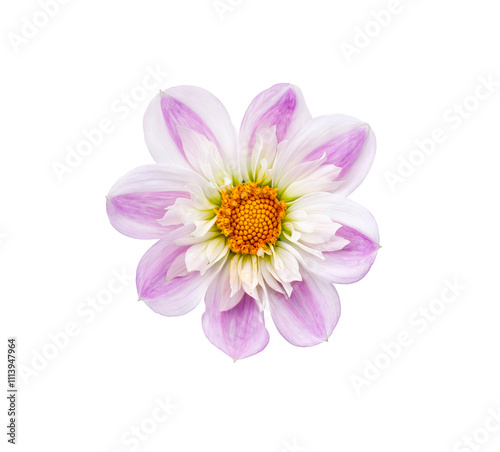 Obraz na płótnie A single large real pink and white dwarf dahlia flower head isolated against a transparent background for design elements. w salonie