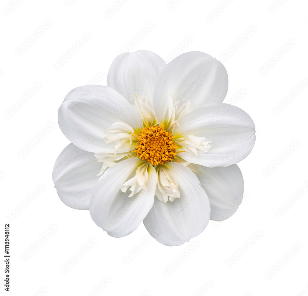 A single large real white dwarf dahlia flower head isolated against a transparent background for design elements.