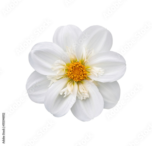 A single large real white dwarf dahlia flower head isolated against a transparent background for design elements.