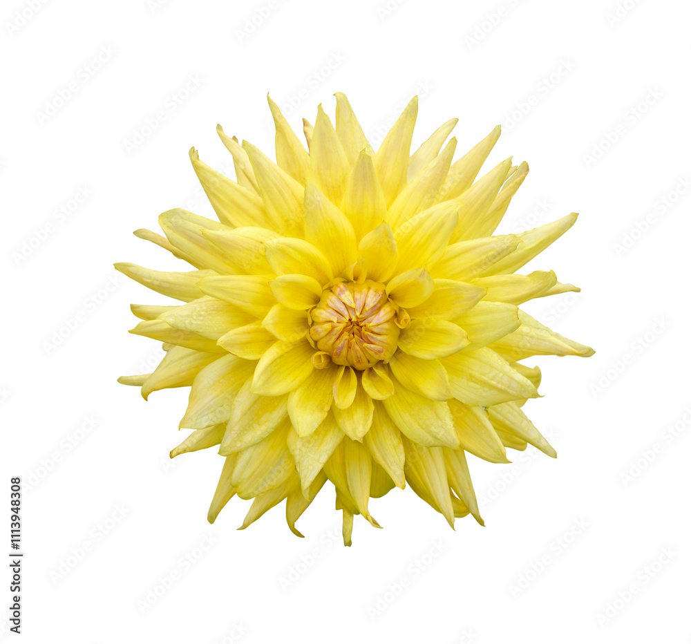 A single large real yellow dahlia flower head isolated against a transparent background for design elements.