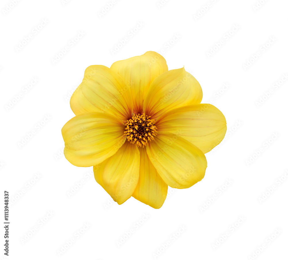 A single large real yellow dwarf dahlia flower head isolated against a transparent background for design elements.