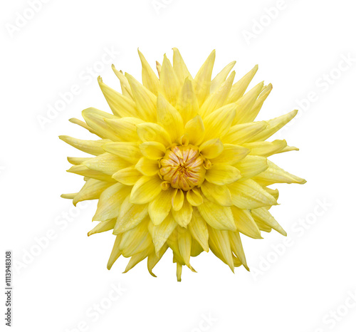 Obraz na płótnie A single large real yellow dahlia flower head isolated against a transparent background for design elements. w salonie