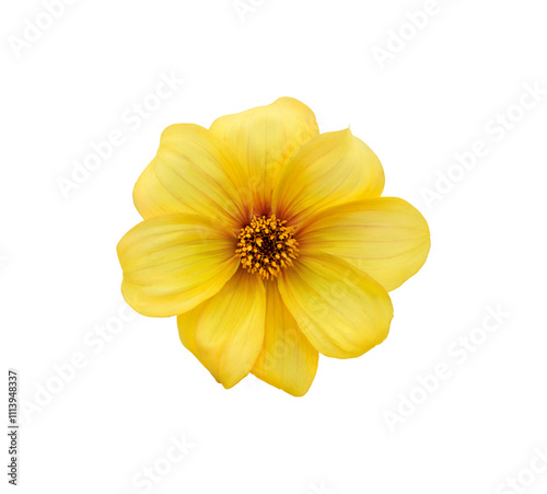 A single large real yellow dwarf dahlia flower head isolated against a transparent background for design elements.