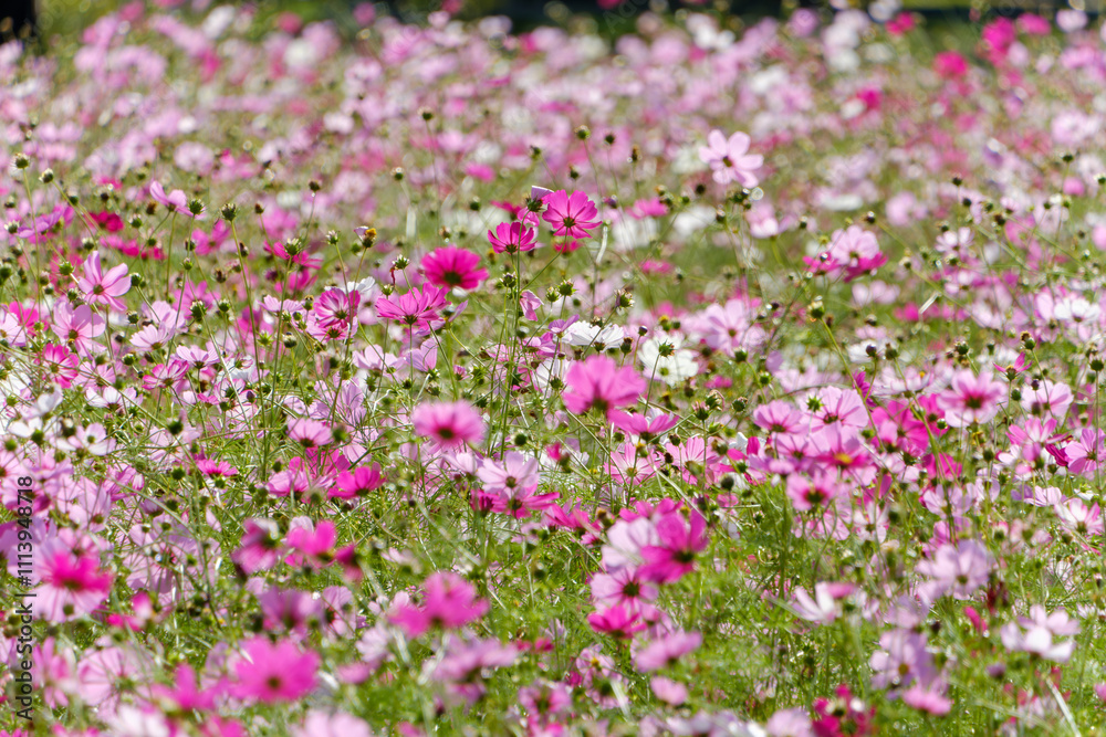 Naklejka premium ピンクのコスモス畑の花の風景