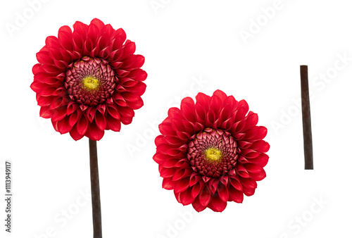 Two real red dahlia flower heads  and stems isolated against a transparent background for design elements.