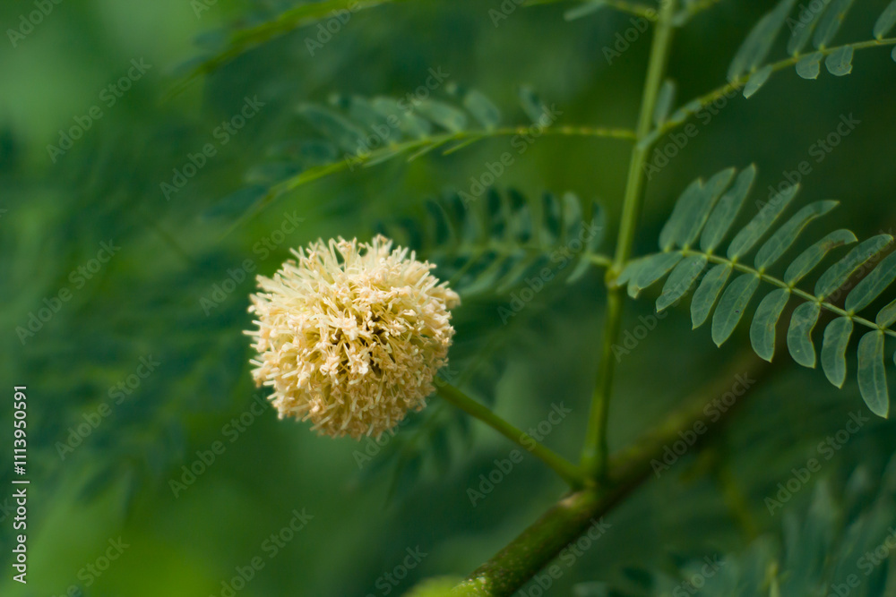 Round flowers in the wild with a beautiful green background Round flowers in the wild with a beautiful green background