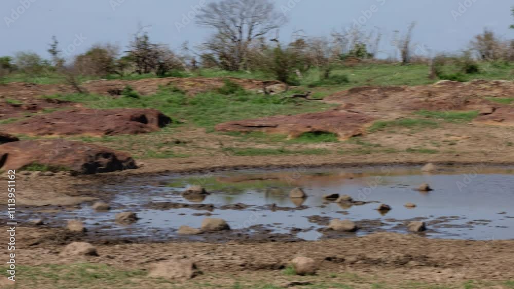 big buffalos in a mud bath big buffalos in a mud bath