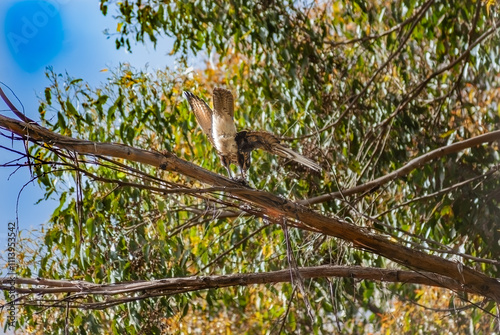 Male Brown Falcon Eating