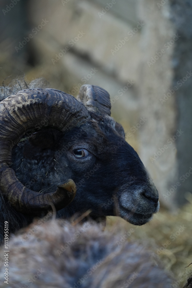 Fototapeta premium Ram in close-up profile.