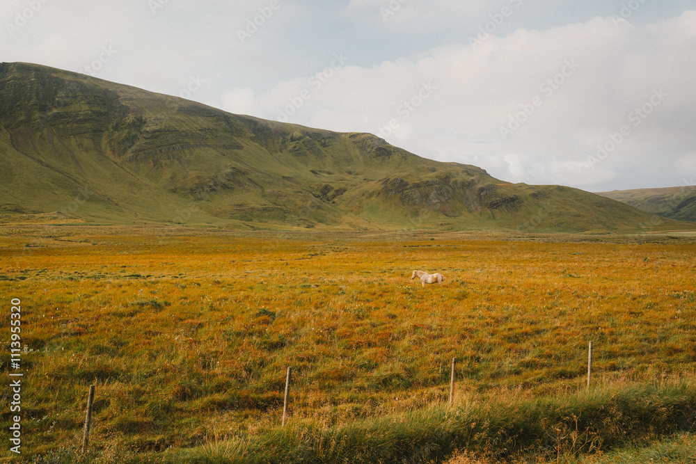 Fototapeta premium Icelandic hills