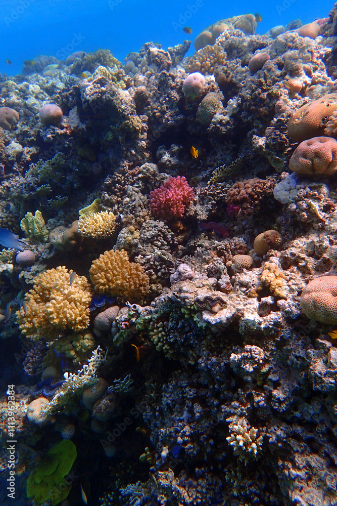 marine life in the Red Sea Egypt, hurghada marine life in the Red Sea Egypt, hurghada