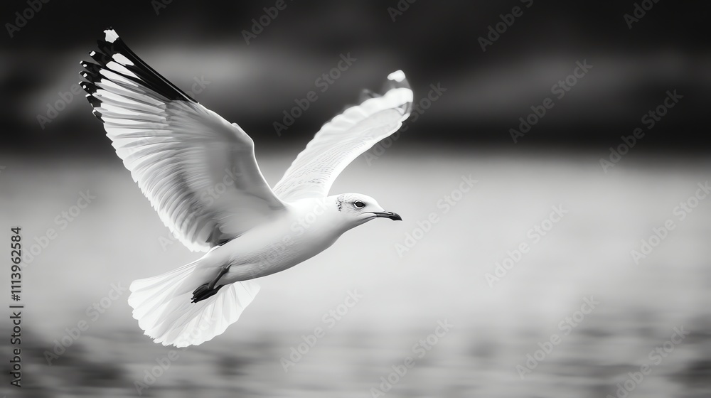 A black and white photo of a seagull in flight. A black and white photo of a seagull in flight.