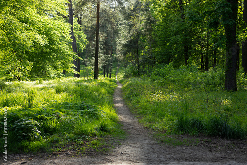 Green nature with trees and sunny light spring concept path in the middle