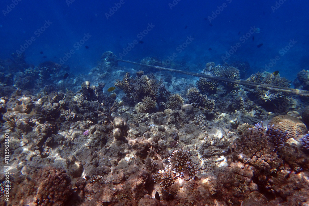 Fototapeta premium marine life in the Red Sea Egypt, hurghada
