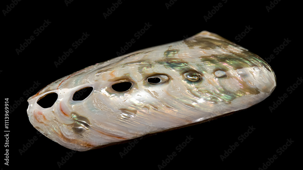 Naklejka premium Haliotis asinina shell on black background
