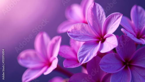 Vibrant pink flowers in soft purple lighting