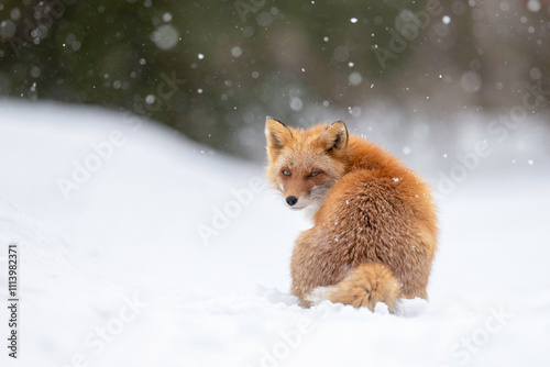 雪の日のキタキツネ