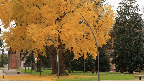 L'albero ginko biloba all'autunno, bellissime foglie gialle autunnali  photo