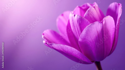 Vibrant purple tulip in bloom against soft purple background