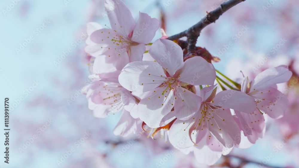 桜