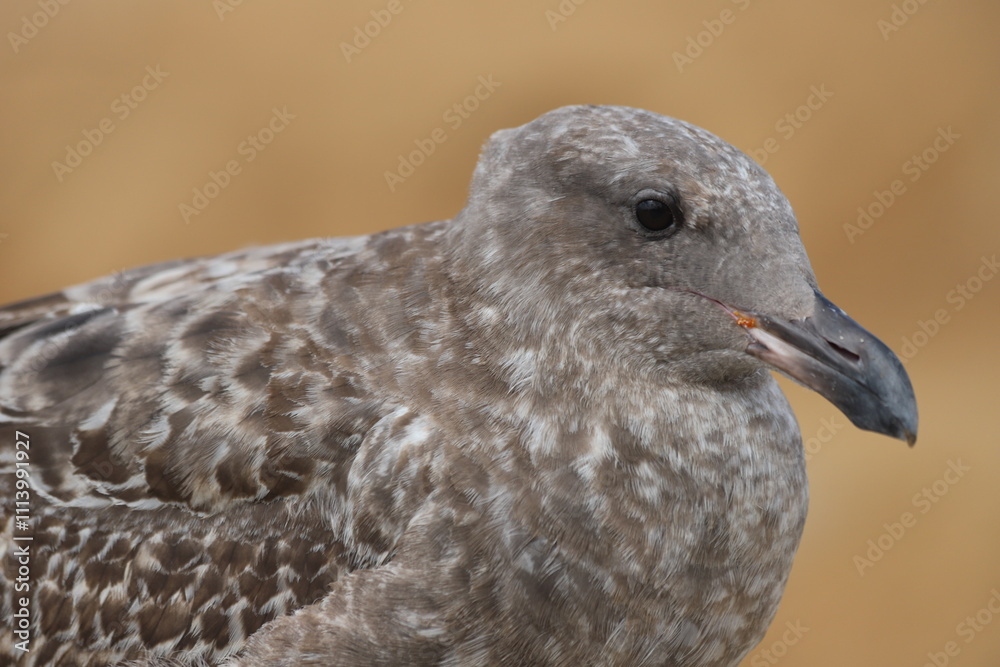 close up of a seagull, Larus occidentalis Young bird
アメリカオオセグロカモメ 幼鳥 close up of a seagull, Larus occidentalis Young bird
アメリカオオセグロカモメ 幼鳥