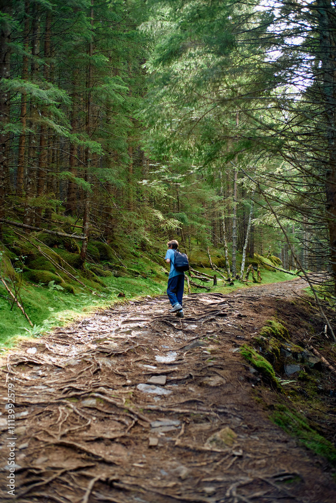 A person walks along a forest trail surrounded by dense pine trees and a carpet of fallen branches, Romsdalfjorden, Norway A person walks along a forest trail surrounded by dense pine trees and a carpet of fallen branches, Romsdalfjorden, Norway