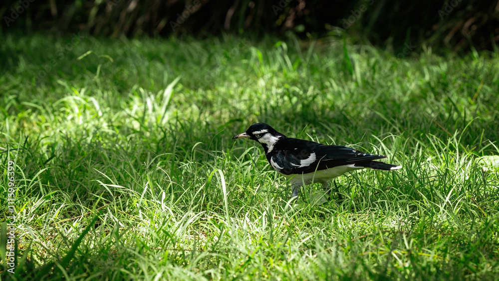 Obraz premium magpie walking