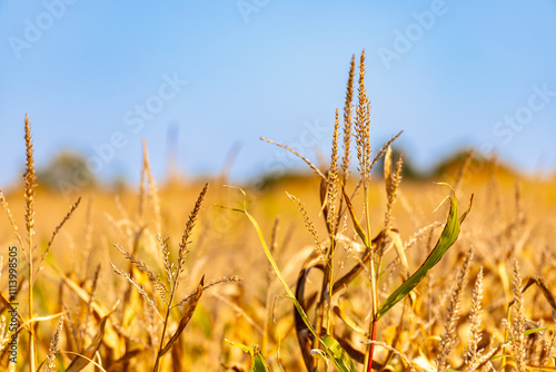 Close-up of a wheat field in October