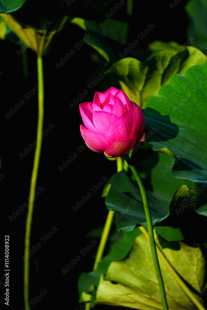 Chinese beauty: Pink lotus blooming in sunlight with green leaf Chinese beauty: Pink lotus blooming in sunlight with green leaf