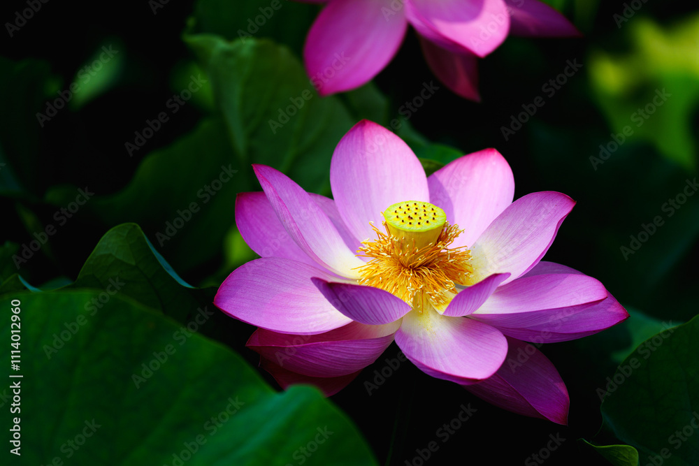 Chinese beauty: Pink lotus blooming in sunlight with green leaf Chinese beauty: Pink lotus blooming in sunlight with green leaf