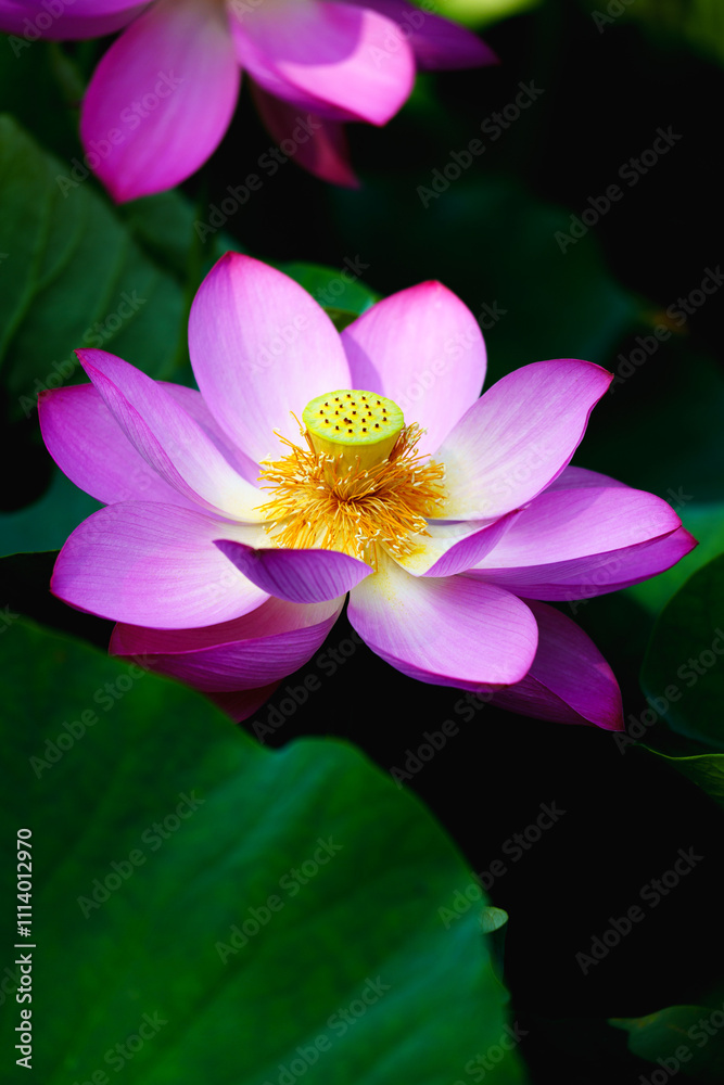 Chinese beauty: Pink lotus blooming in sunlight with green leaf Chinese beauty: Pink lotus blooming in sunlight with green leaf