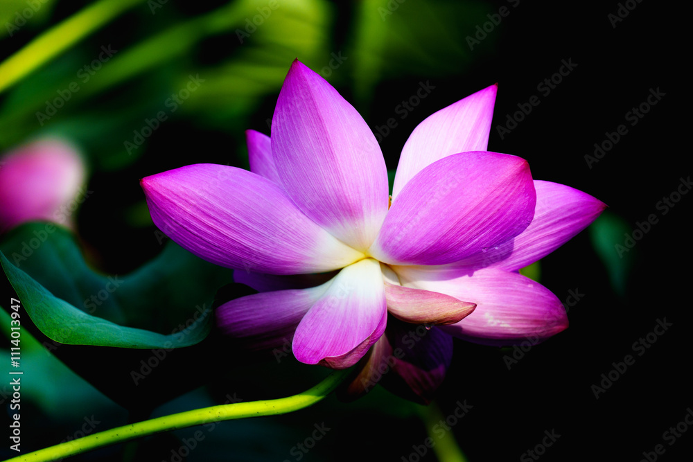 Obraz premium Chinese beauty: Pink lotus blooming in sunlight with green leaf