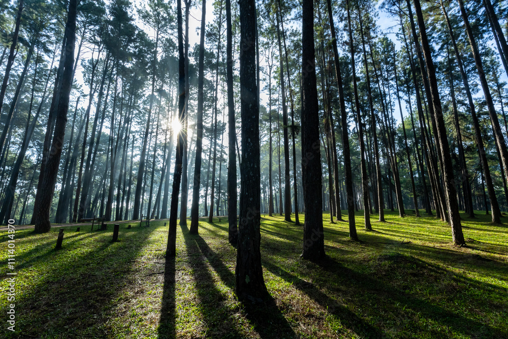 Obraz premium Landscape shot of sunlight ray shines through the gap of column of pine tree in forest woodland area for outdoor discovery and natural public park in the morning vibe
