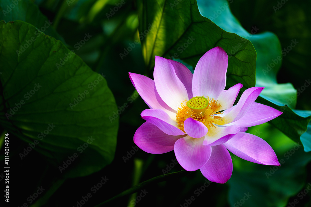Chinese beauty: Pink lotus blooming in sunlight with green leaf Chinese beauty: Pink lotus blooming in sunlight with green leaf